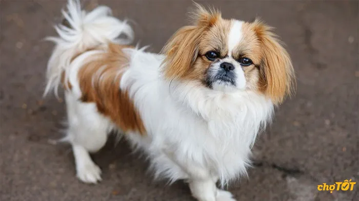 Tính cách và thần thái lanh lợi của chó Phốc Sóc lai Nhật