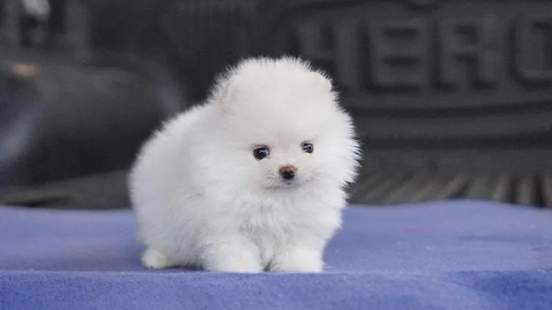 Tính cách vui vẻ, năng động và ưa vận động của giống Phốc Sóc