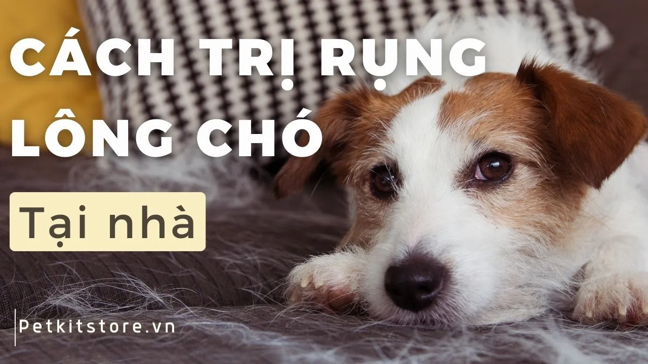 Chó Poodle Rụng Lông: Giải Mã Nguyên Nhân và Hướng Dẫn Chăm Sóc Đúng Cách