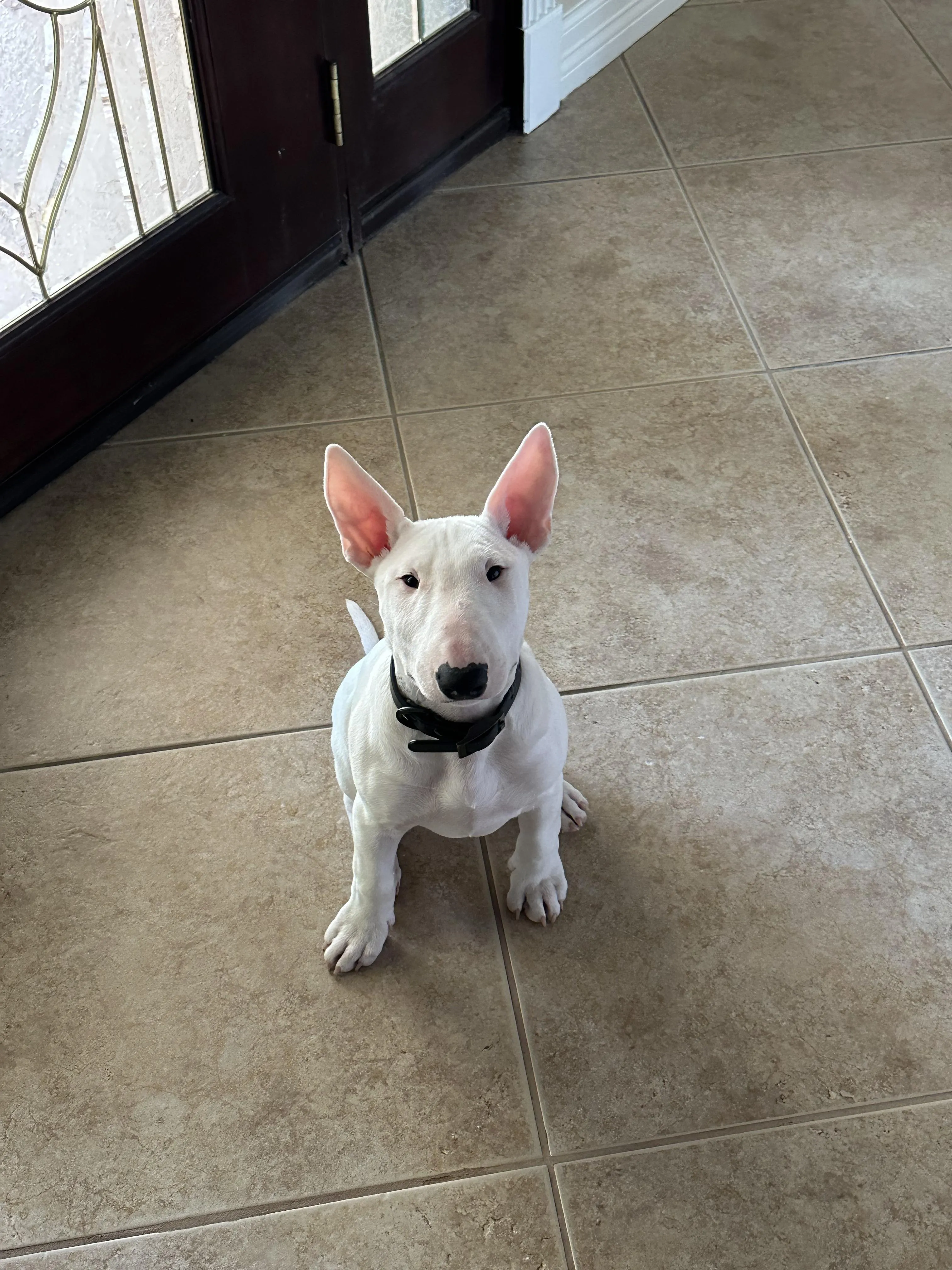 Chó Pitbull Và Bully: Hướng Dẫn Chi Tiết Nhận Diện Và Phân Biệt Hai Giống Chó Cơ Bắp