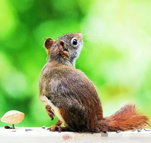 Tổ chuột trong kho thóc cũ, minh họa cho quan niệm dân gian chuột vào nhà gắn liền với sự giàu có