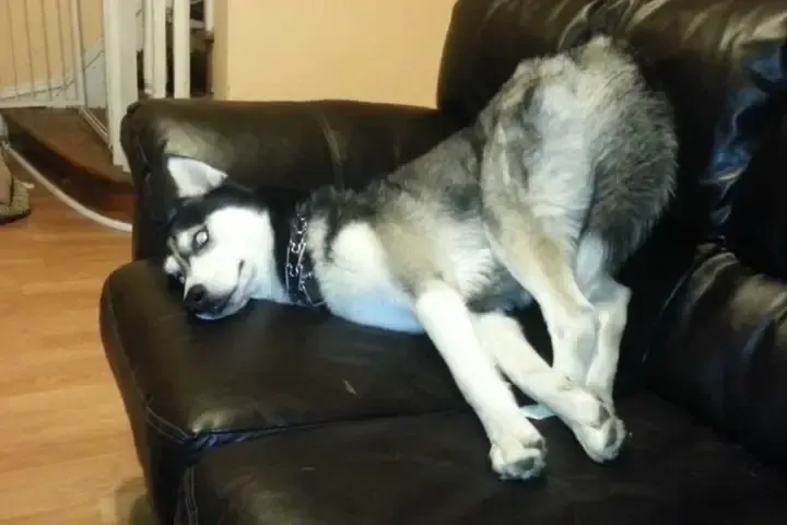 Tổng hợp hình ảnh chú chó Husky ngáo với biểu cảm hài hước, độc đáo