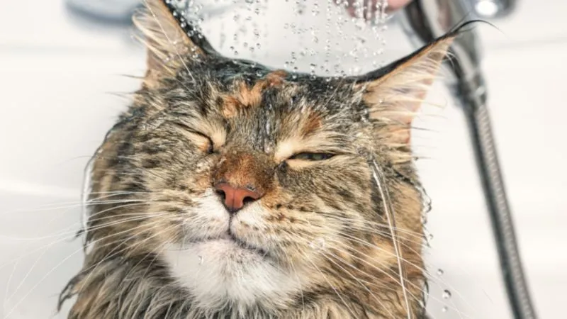 Hình ảnh mèo tắm trị ve rận