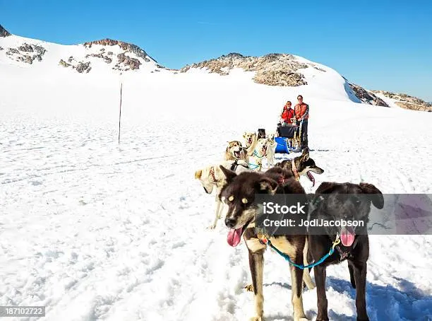 Hình Chó Husky Và Alaska: Hướng Dẫn Chi Tiết Phân Biệt Đặc Điểm Ngoại Hình