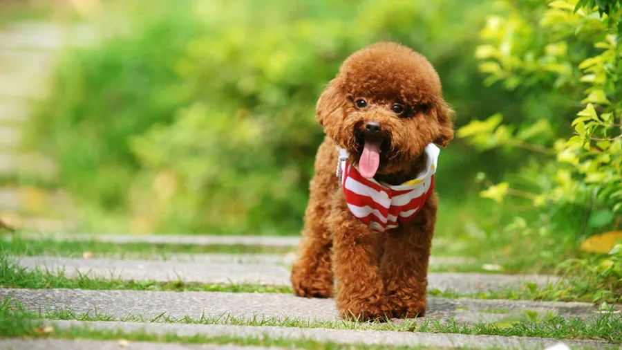 Toy Poodle con màu nâu phát triển tốt trong môi trường sống gần gũi và an toàn