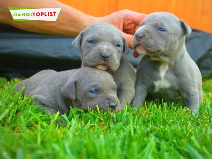 Trại chó Bình Xoáy Thái chuyên cung cấp các giống chó lớn như Pitbull, Doberman và Malinois khỏe mạnh.