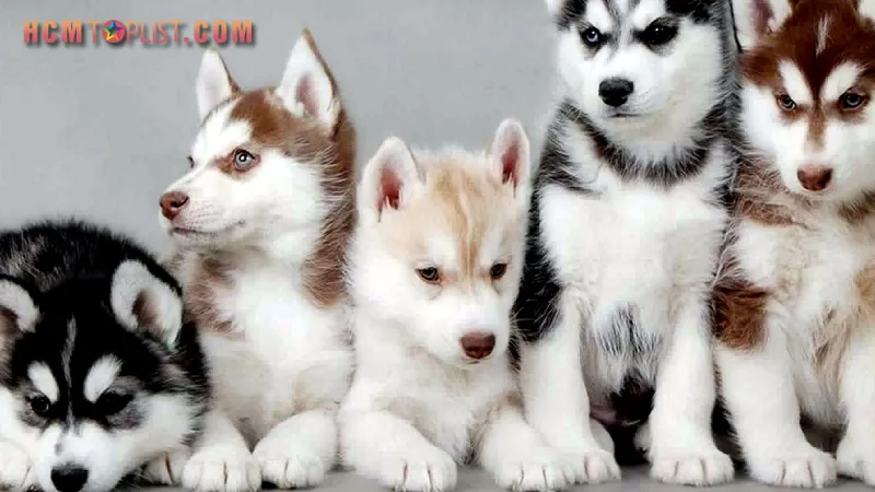 Trại chó Lê Trung cung cấp dịch vụ mua chó cảnh giá rẻ tphcm chuyên nghiệp