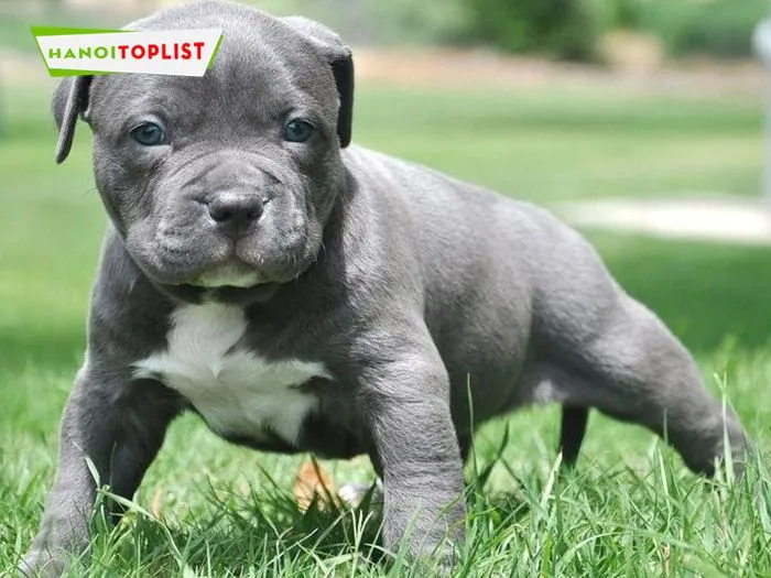 Trại chó Pitbull Ngọc Thụy, trại lớn nhất Hà Nội, đảm bảo môi trường sống thoải mái cho chó mẹ và chó con.