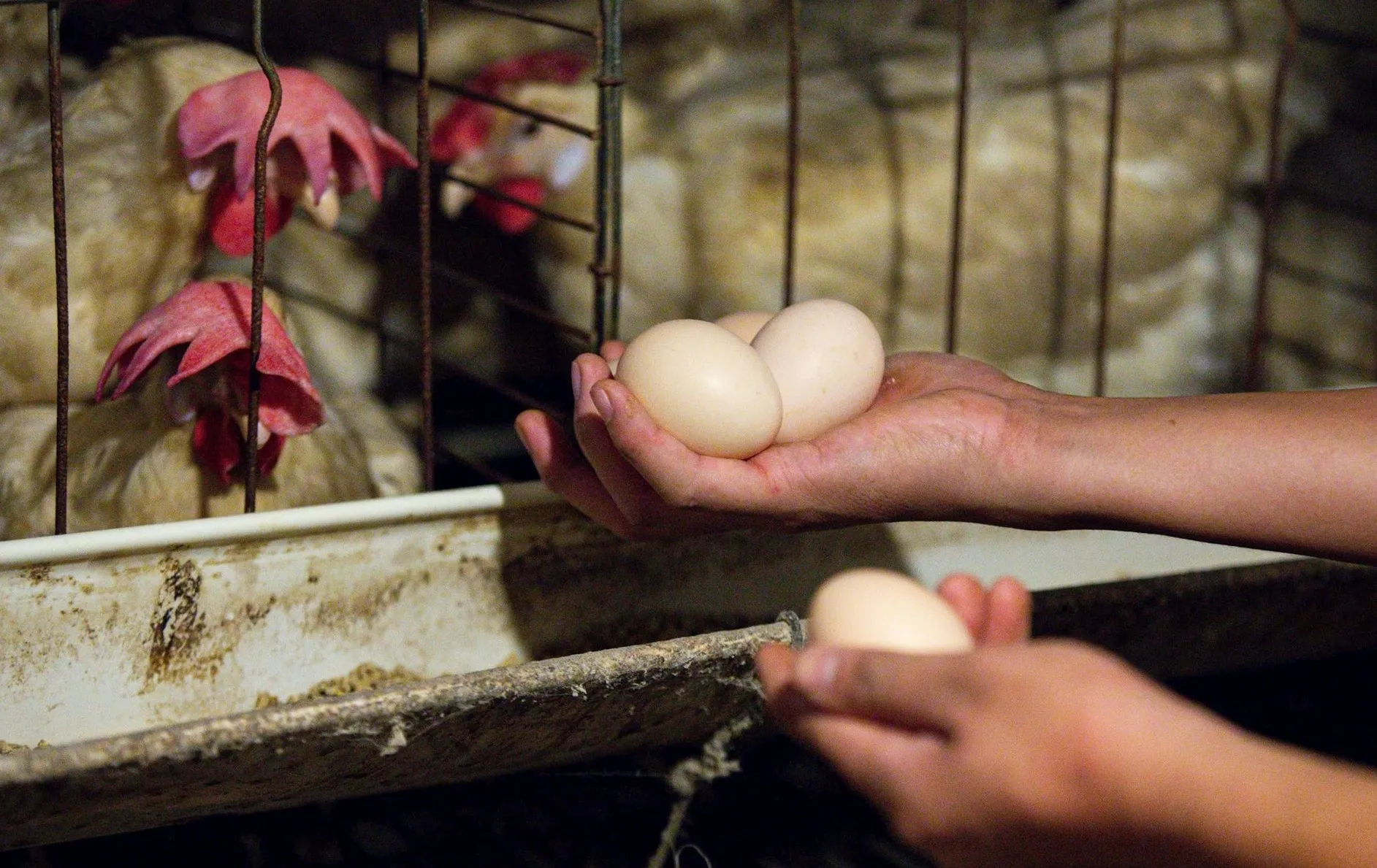 Cách Nuôi Gà Thả Vườn Thành Công Từ A Đến Z Chi Tiết Nhất