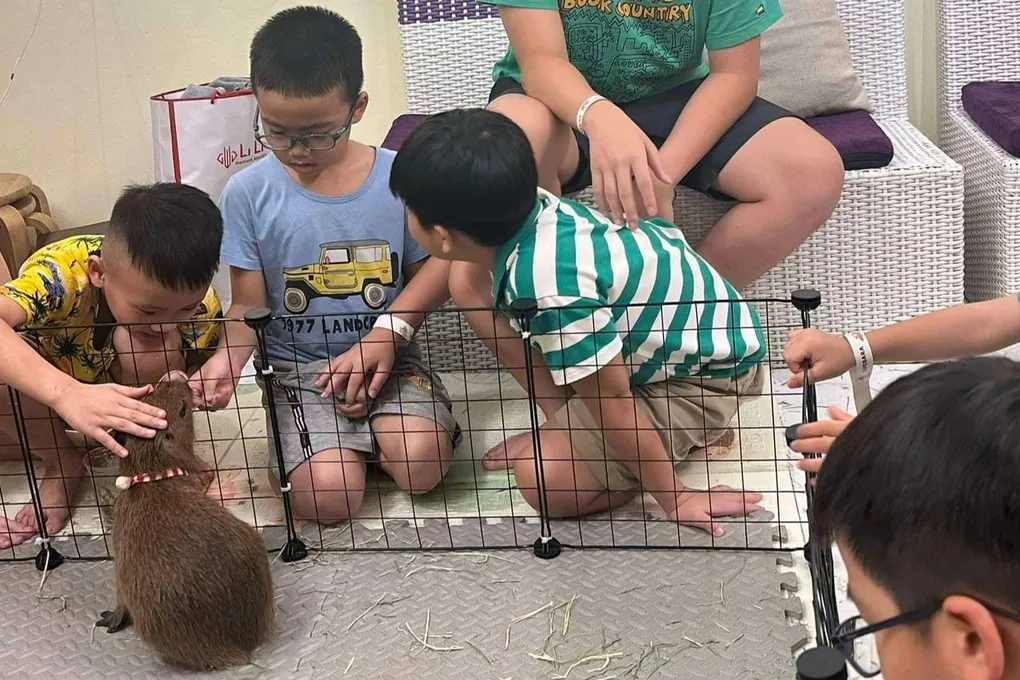 Trẻ em tương tác, vuốt ve chuột lang nước, hoạt động giải trí nổi bật tại allintitle:chuột lang hà nội