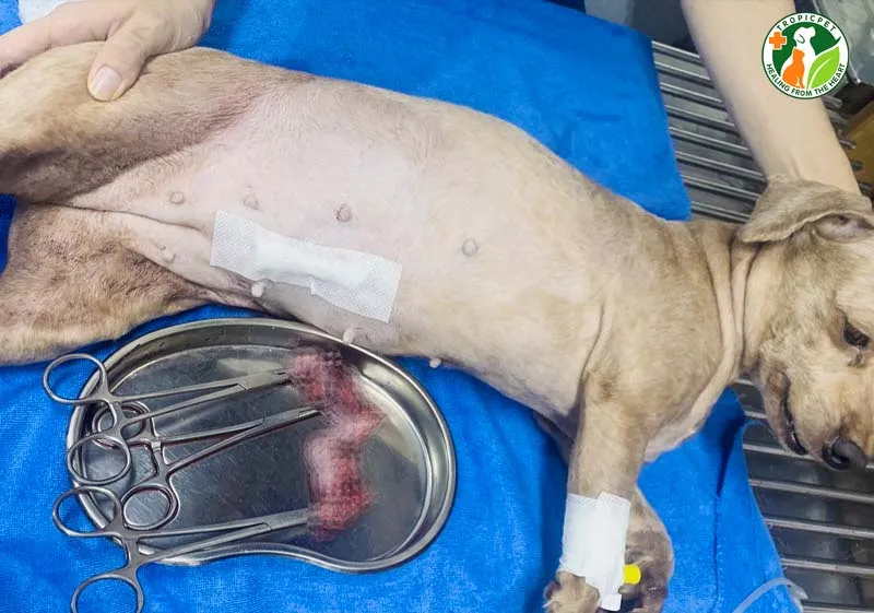 Triệt sản sớm là giải pháp vàng giúp bảo vệ chó cái khỏi các bệnh lý tử cung nguy hiểm