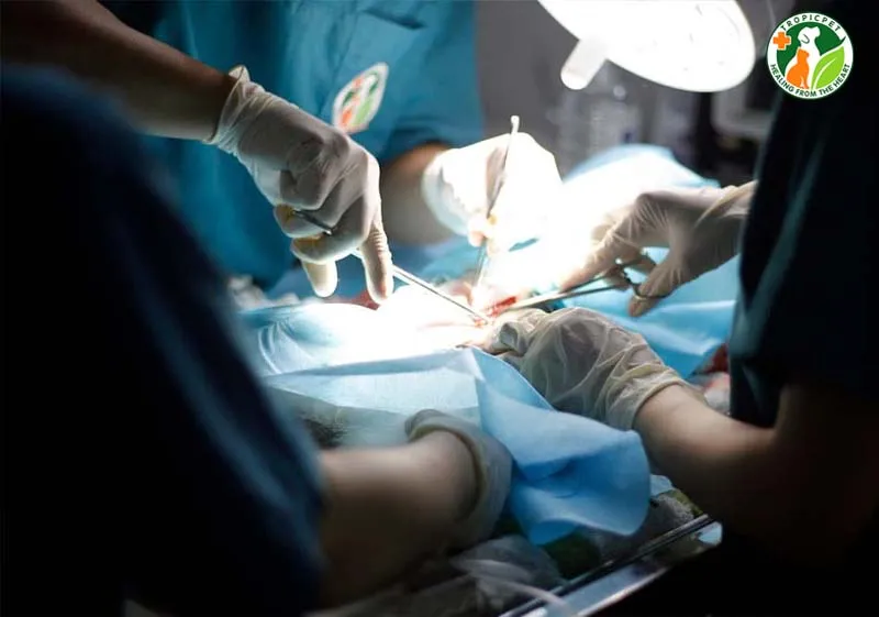 Phẫu thuật xử lý bộ phận sinh dục của chó đực bị sưng
