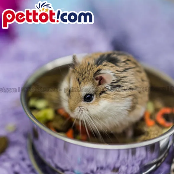 Tư vấn nơi mua chuột Hamster Robo chất lượng và các dịch vụ thú cưng đi kèm