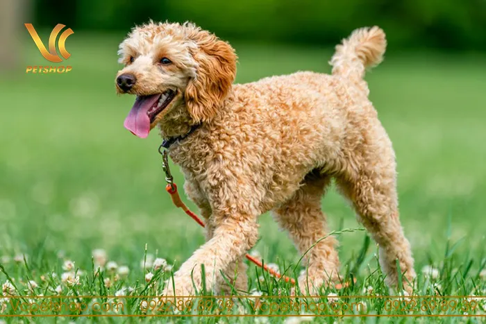 Tuổi Thọ Của Chó Phú Quốc: Bí Quyết Kéo Dài Cuộc Sống Khỏe Mạnh