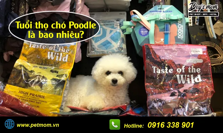 Tuổi thọ của chó Poodle bị ảnh hưởng bởi chế độ chăm sóc và phòng bệnh