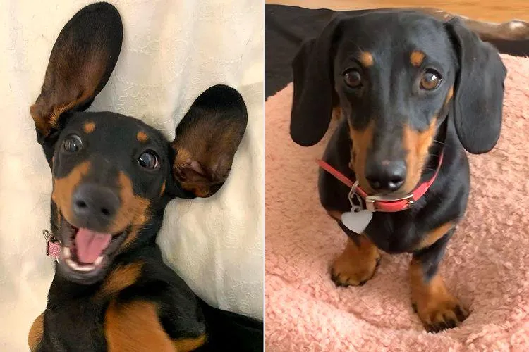 Chó Lạp Xưởng Bắt Chuột: Bản Năng Săn Mồi và Hiệu Quả Thực Tế