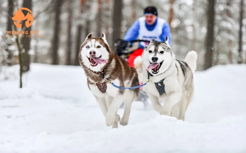 Ứng dụng thực tế của chó Husky trong cuộc sống hiện đại và các hoạt động hàng ngày