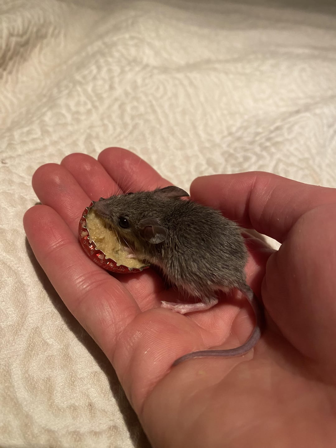 Con Chuột Lang: Hướng Dẫn Chăm Sóc Toàn Diện Cho Chuột Mẹ Mang Thai