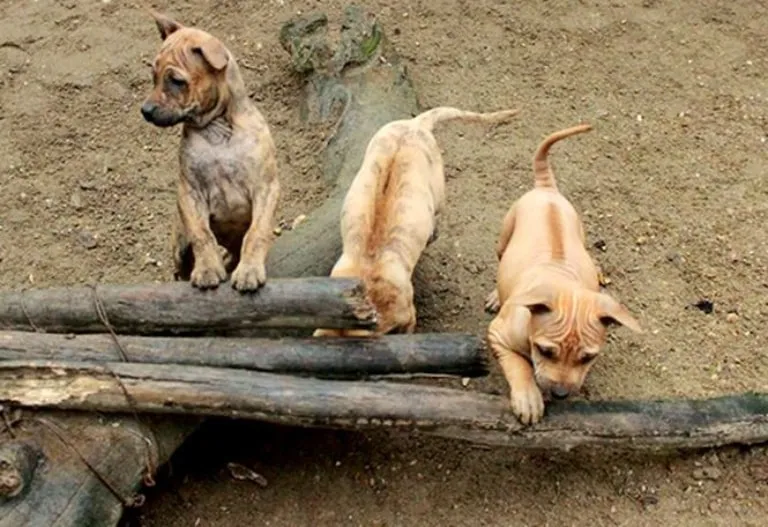 Vẫn chưa tìm được tài liệu ghi lại nguồn gốc chính xác của chó xoáy