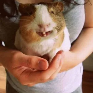 Vấn đề răng miệng ở chuột lang Guinea Pig cần được theo dõi sát sao