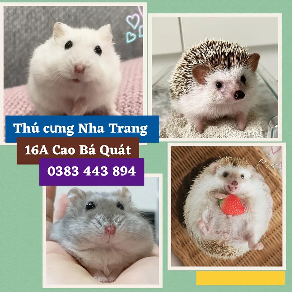 Vật liệu lót chuồng và thức ăn chuyên dụng cho Hamster