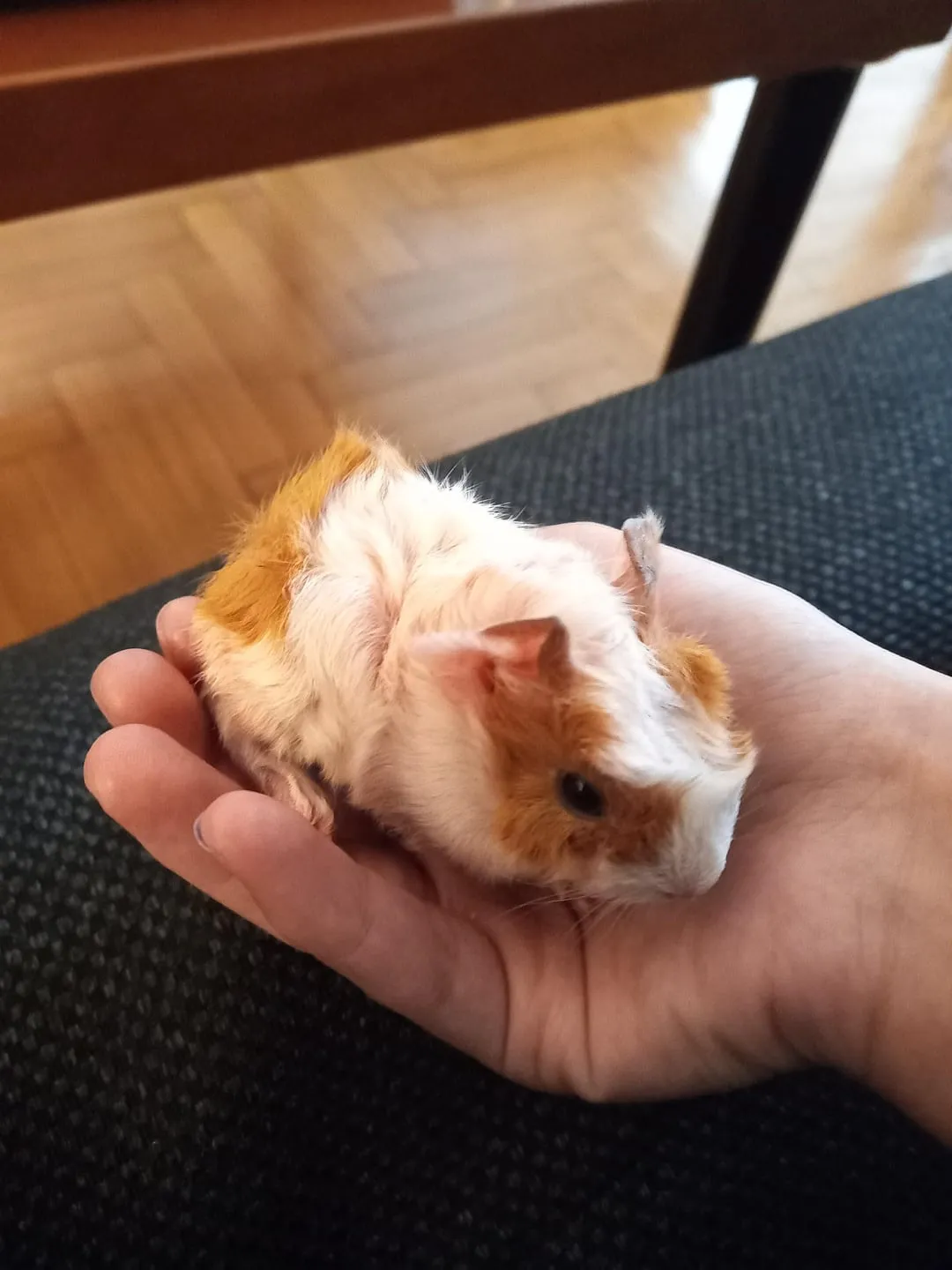 Chuột Lang Đẻ: Hướng Dẫn Chi Tiết Từ A Đến Z Về Sinh Sản Và Chăm Sóc Chuột Guinea Pig Mẹ