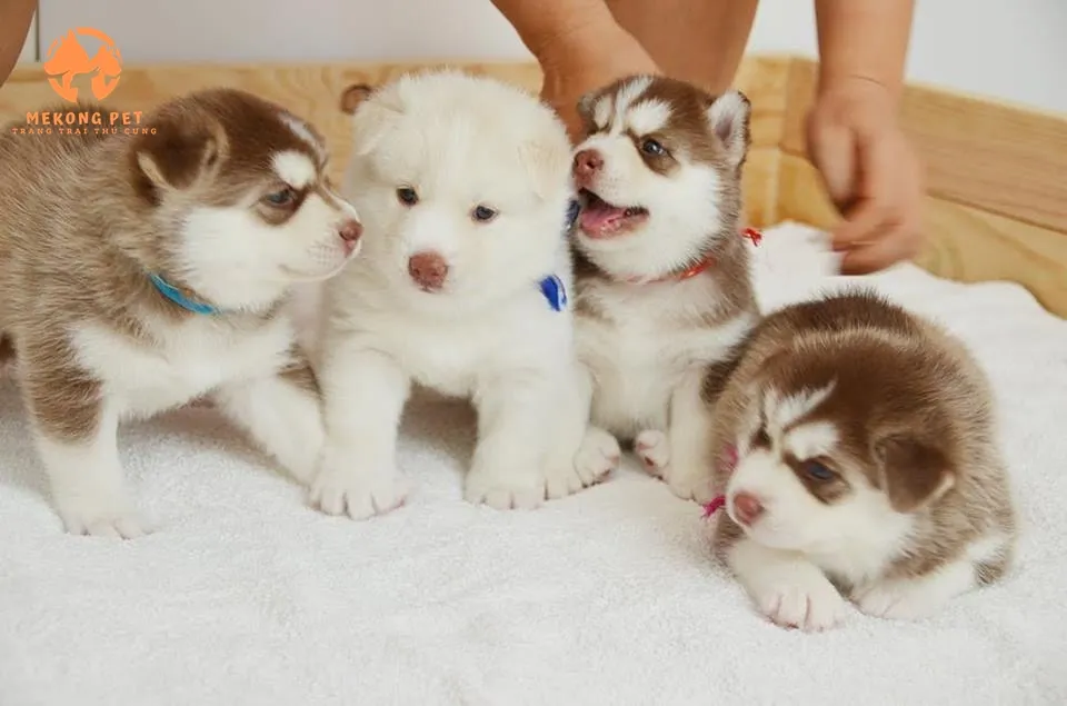 Vẻ đáng yêu của một chú Husky con mắt xanh, thu hút người muốn mua chó husky ngáo