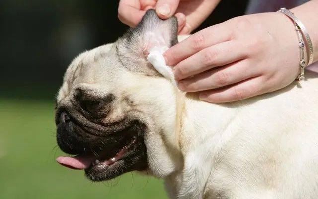 Vệ sinh các nếp nhăn trên mặt chó Pug mặt xệ là bước chăm sóc cần thiết để ngăn ngừa nhiễm trùng