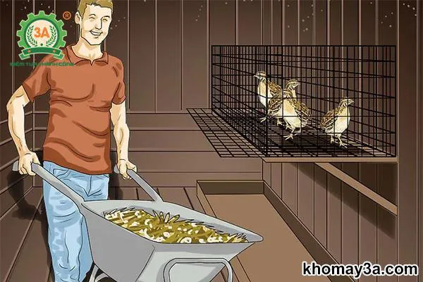 Vệ sinh chuồng nuôi thường xuyên giúp phòng ngừa dịch bệnh cho chim cút đẻ trứng