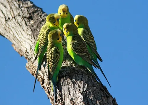 Vẹt yến phụng hoang dã tập trung kiếm ăn theo đàn, cho thấy tập tính xã hội