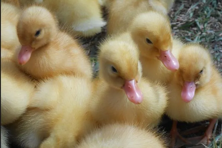 Cách Nuôi Vịt Con Từ Sơ Sinh Đến 30 Ngày Tuổi Chuyên Nghiệp