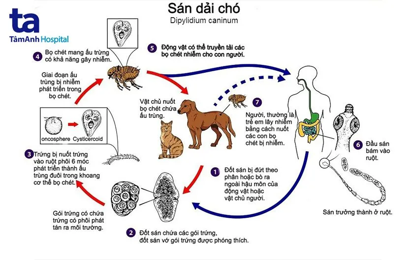 Sán Chó Mèo Có Lây Không: Hiểu Rõ Đường Lây Truyền và Cách Phòng Ngừa Hiệu Quả