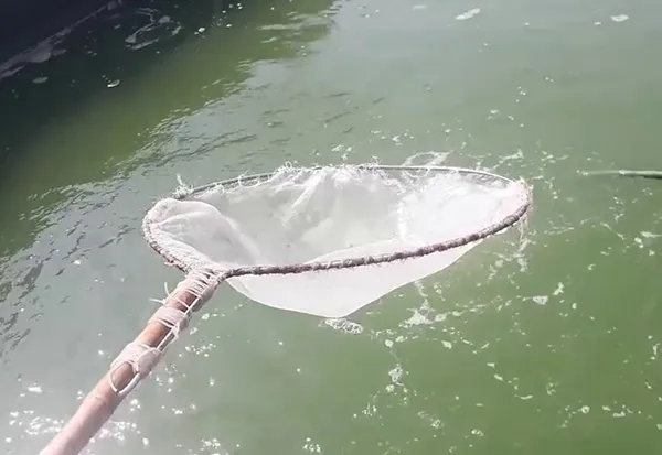 Vớt tảo giúp giảm mật độ tảo lam.