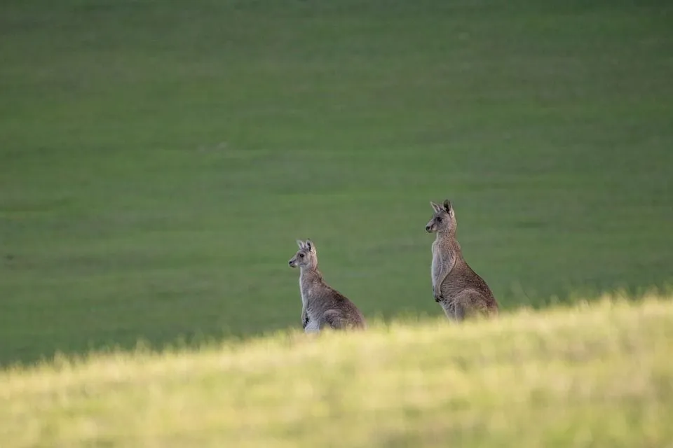 Wallaby con đang được người nuôi chăm sóc và tương tác thân mật, tăng cường sự xã hội hóa
