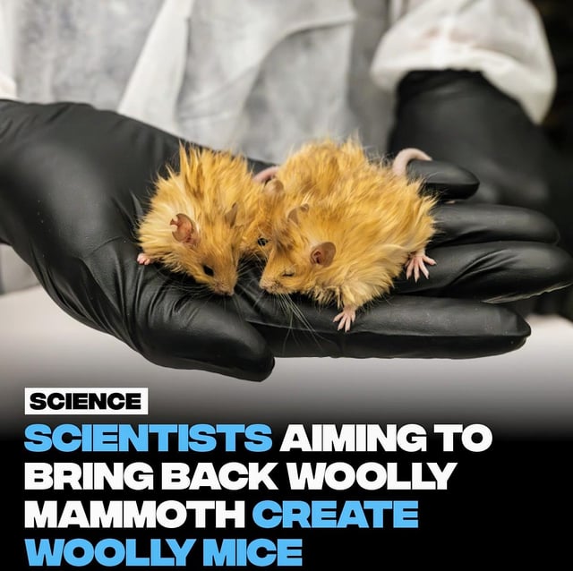 Chuột Cảnh Hamster – Tổng Quan Chuyên Sâu Từ A Đến Z