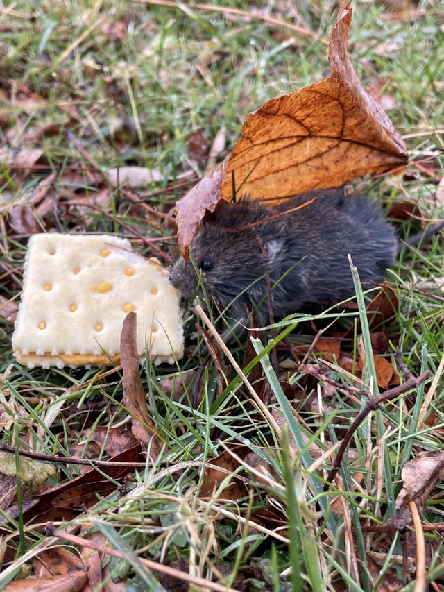 Chuột Hamster Có Lây Bệnh Không? Hướng Dẫn Toàn Diện Về Rủi Ro Và Biện Pháp Phòng Ngừa