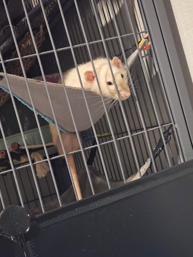 Chuột Cảnh Hamster – Tổng Quan Chuyên Sâu Từ A Đến Z