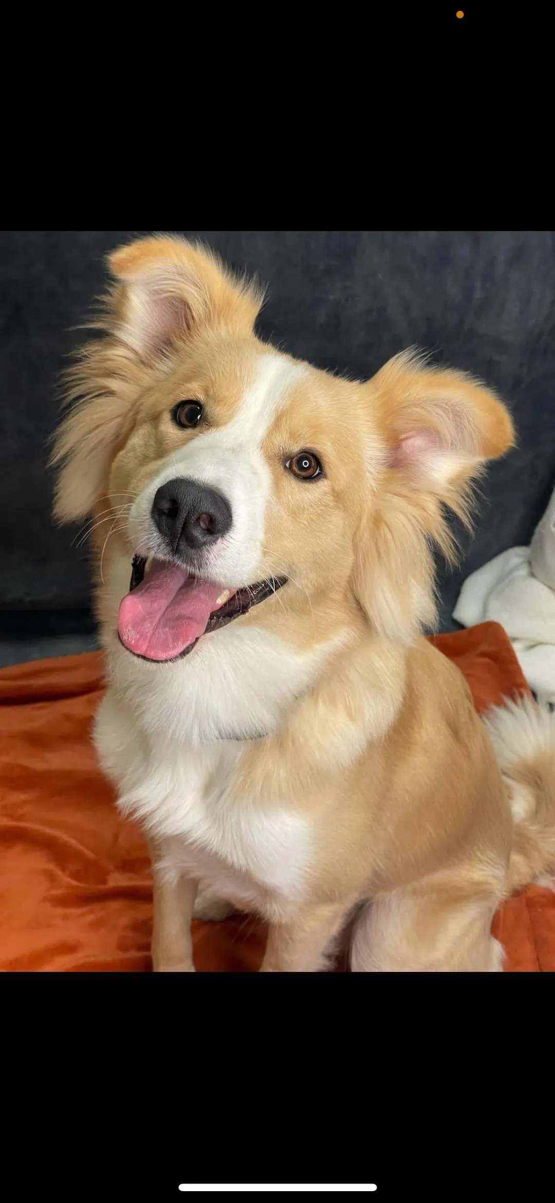 Chó Pitbull Đen Trắng: Phân Tích Chi Tiết Đặc Điểm, Tính Cách Và Cách Nuôi Dạy