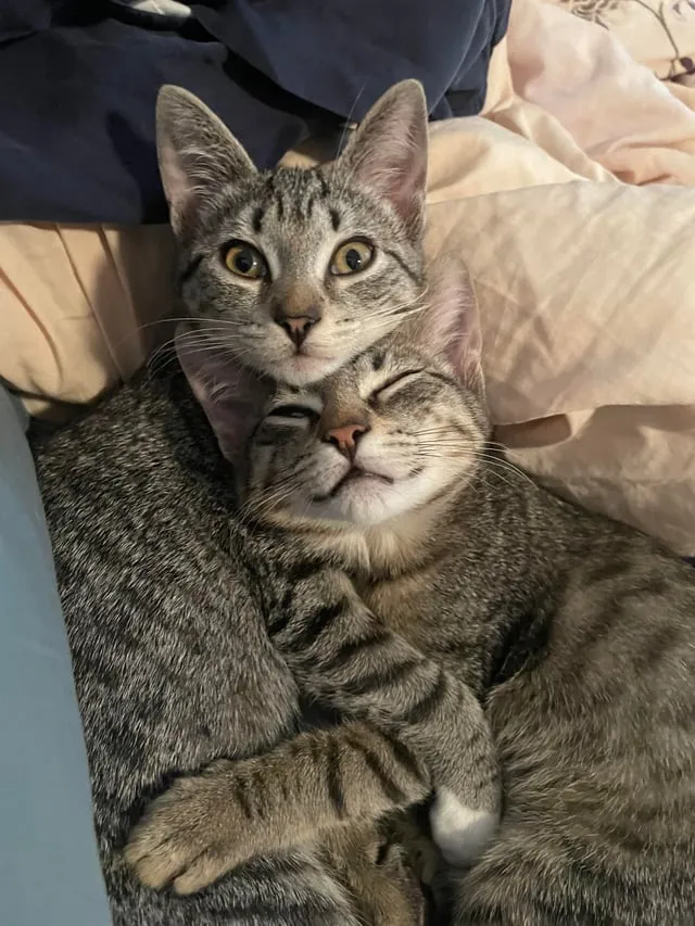 Cách Diệt Hến Trong Ao Nuôi Tôm: Hướng Dẫn Toàn Diện Từ A Đến Z