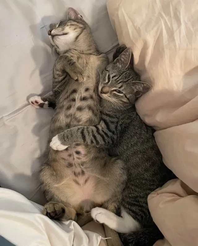 Cách Nuôi Mèo Hoang Thành Công: Hướng Dẫn Chi Tiết Từ A Đến Z Về Chăm Sóc Và Huấn Luyện