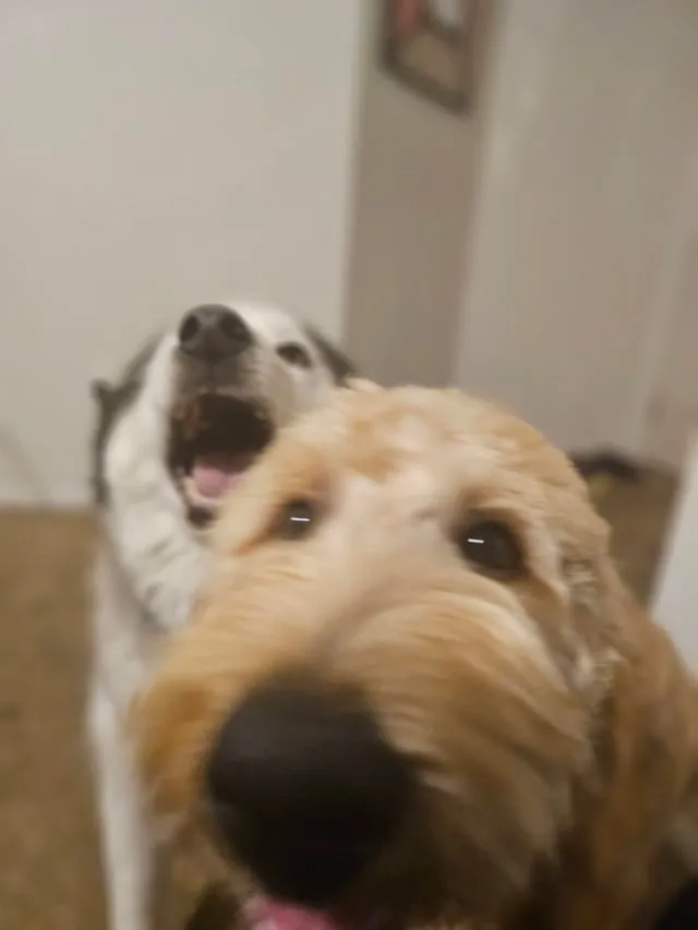 Tuổi Của Chó Tính Như Thế Nào: Công Thức Khoa Học Mới Nhất