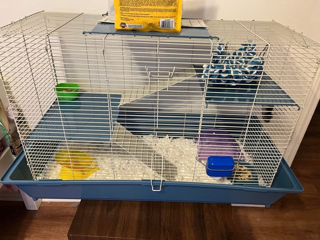 Chuột Hamster Chạy Xe: Hướng Dẫn Toàn Diện Chọn Và Sử Dụng Bánh Xe An Toàn