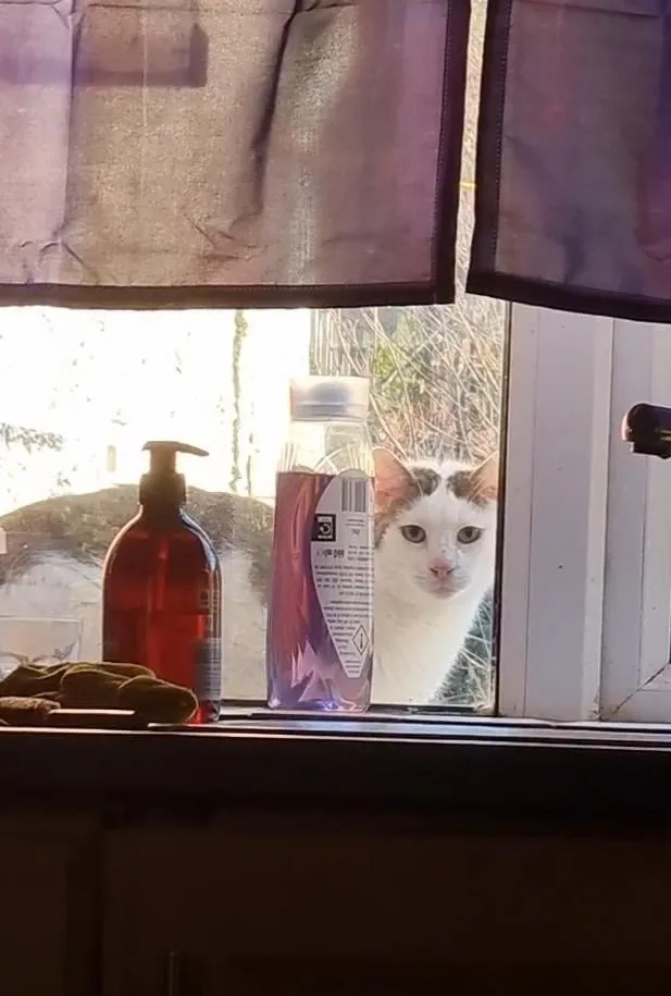 Có Hai Con Mèo Ngồi Bên Cửa Sổ: Tình Yêu, Tình Bạn Và Triết Lý Sâu Xa