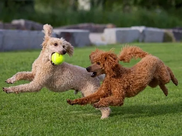 Xác định độ tuổi của chó Poodle thông qua quan sát tính cách và mức độ hiếu động của chúng