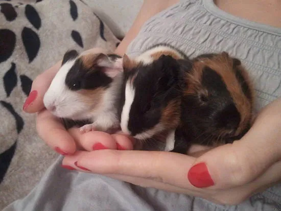 Xác định tuổi chuột lang thông qua cân nặng và kích thước cơ thể.