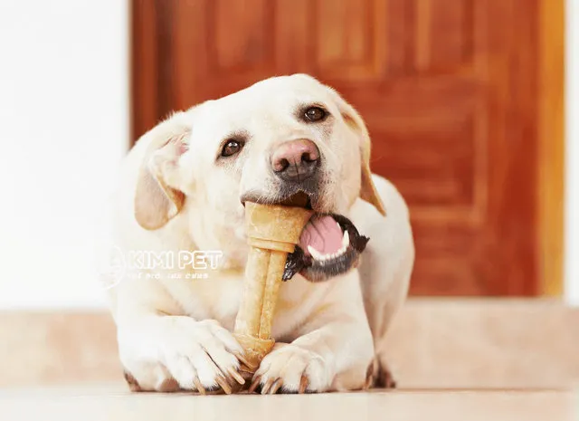 Sử dụng xương giả an toàn là biện pháp phòng ngừa hóc xương hiệu quả nhất cho chó