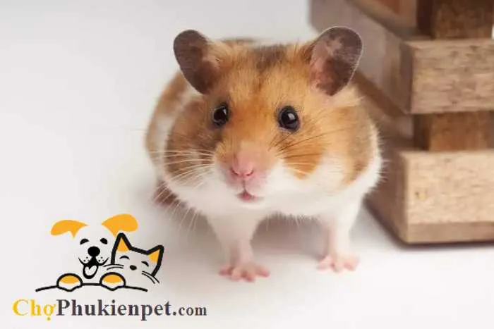 yếu tố ảnh hưởng đến tuổi thọ của chuột hamster và cách cải thiện