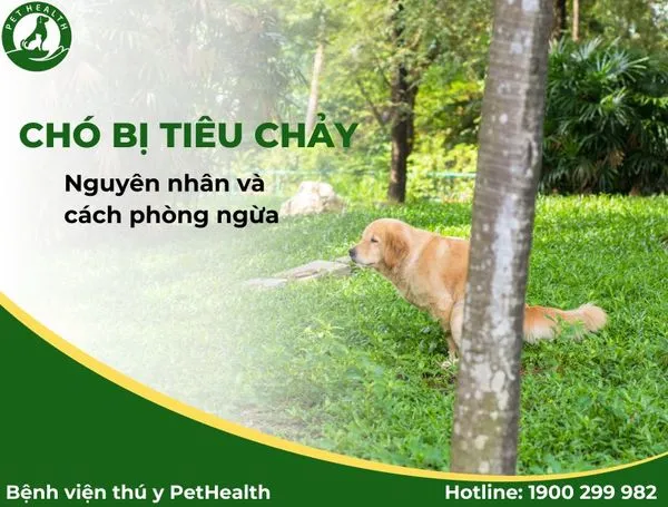 Chó Con Bị Tiêu Chảy: Nguyên Nhân, Cách Chữa Trị Và Phòng Ngừa Hiệu Quả