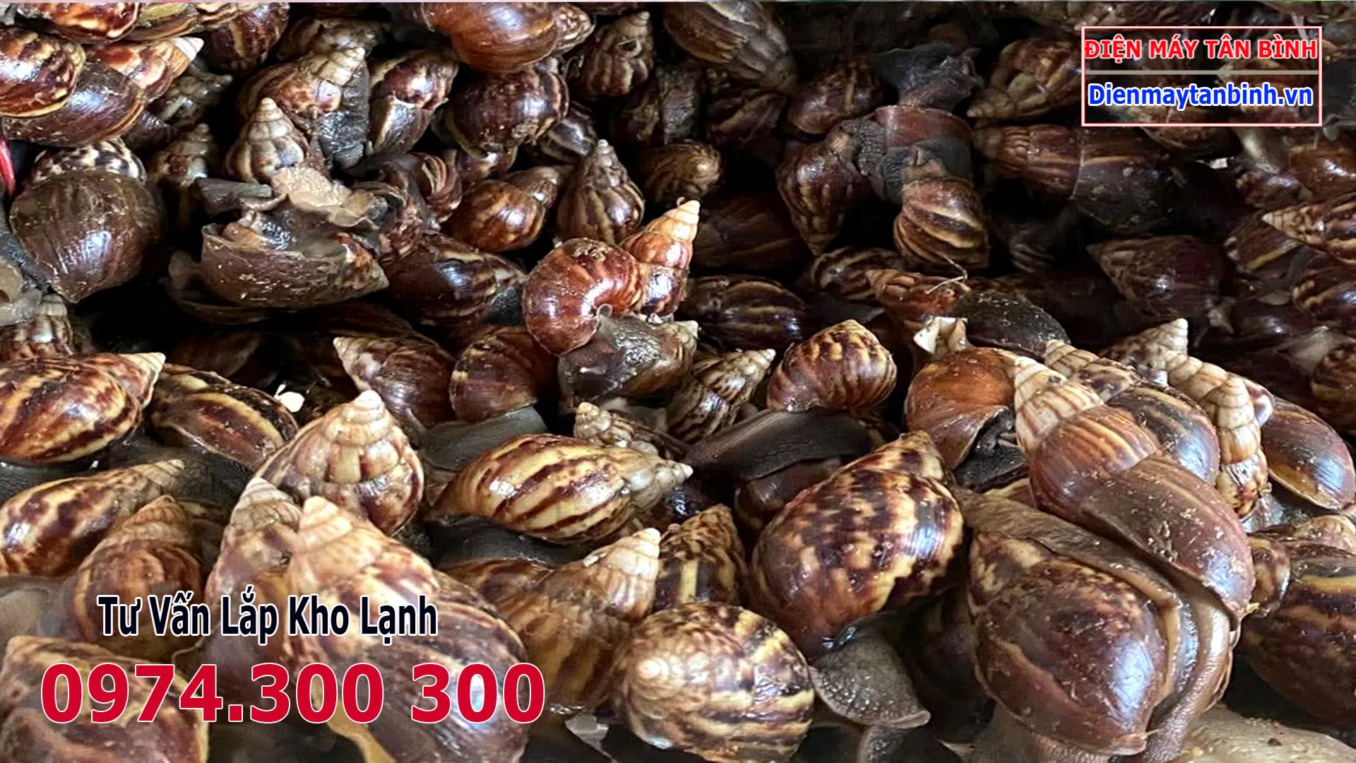 Thu hoạch ốc sên khi chúng đạt kích thước tối ưu để đảm bảo chất lượng thịt