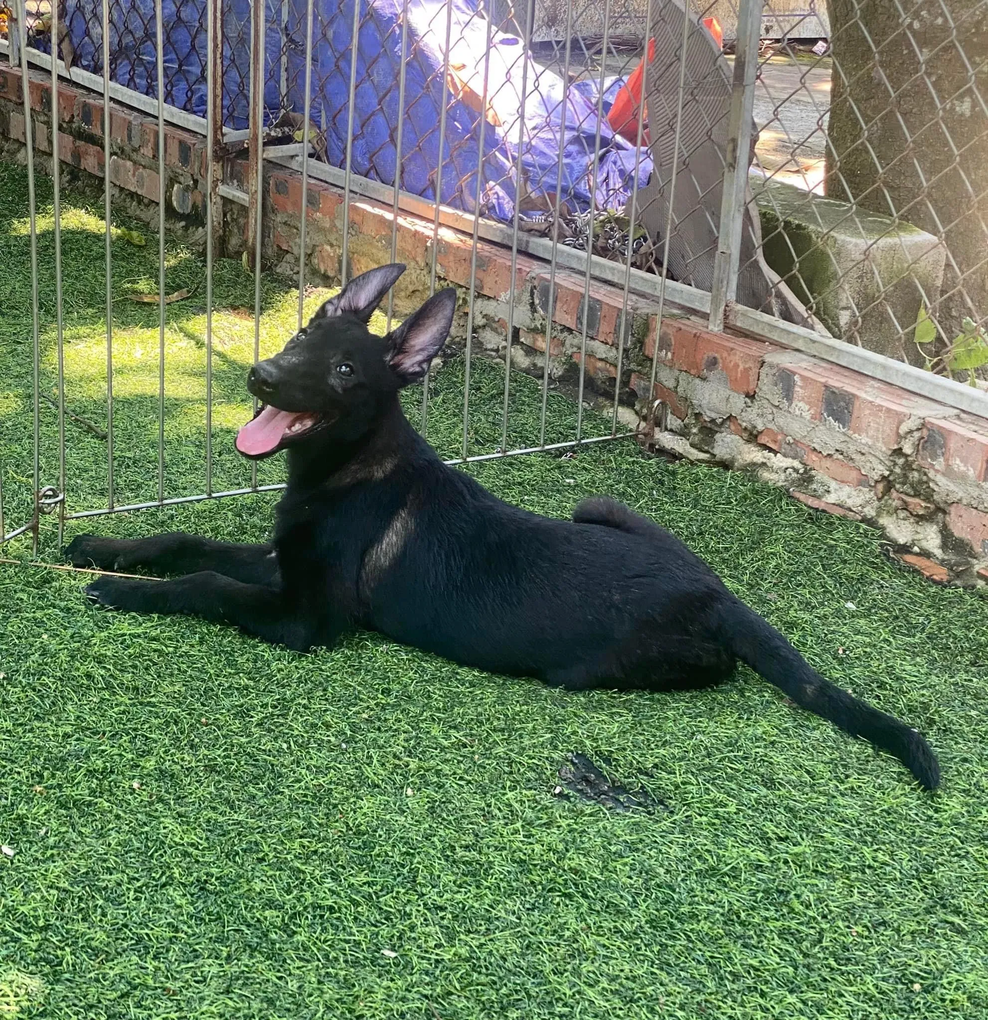 Chó Becgie Bỉ Malinois Đen Tuyền: Đặc Điểm & Quyền Lợi Mua Tại Pet House